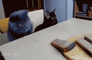Imagem animada que mostra dois gatos sentados em uma cadeira e, na mesa à frente, há uma tábua de madeira com pedaços de pão. O gato que está à esquerda, cinza de olhos amarelos, tenta puxar um pedaço de pão e aparece uma mão humana pegando o pão e colocando de volta na tábua. O gato que está à direita, preto e de olhos verdes, olha para o gato cinza e vemos a legenda 