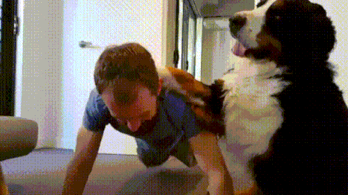 Um homem faz faz flexões enquanto um cachorro São Bernardo está ao seu lado, apoiando a pata em suas costas, como se estivesse ajudando no exercício.