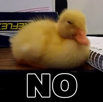 Um filhote de pato balançando a cabeça como se estivesse sinalizando 'não'.