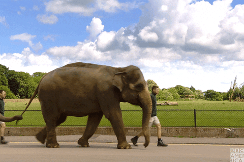 3 elefantes andando em fila, em alusão ao logo de PostgreSQL. Cada elefante segura, com a tromba, o rabo do que segue à frente.
