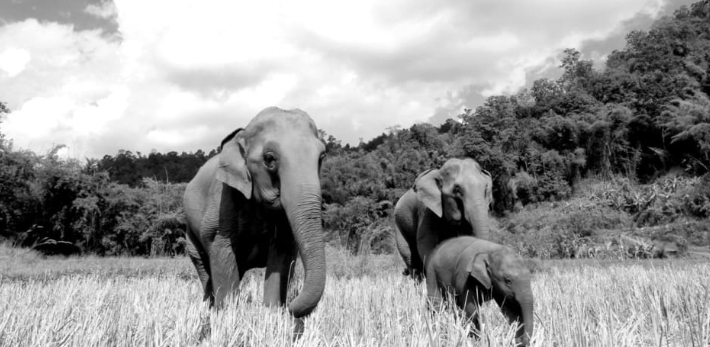 Foto em preto e branco de 3 elefantes, dois adultos e um filhote, em alusão ao logotipo do PostgreSQL.